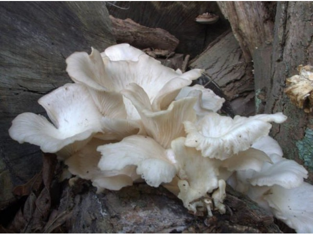 Мицелий Вешенки белой (Pleurotus pulmonarius)